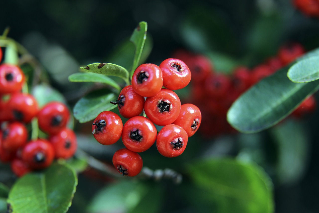 寐以求的至 寐以求的至